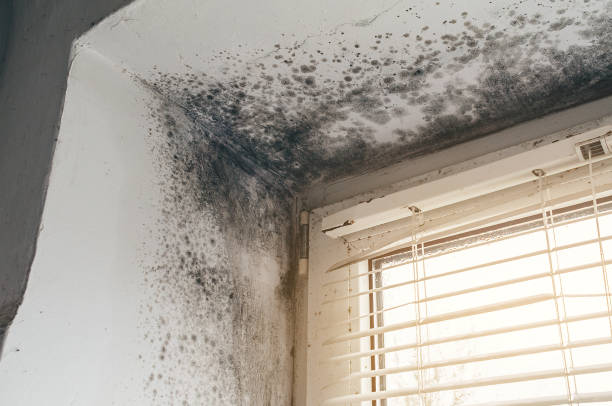 Affordable Hvac And Air Duct Mold Remediation solutions in Port Townsend, WA